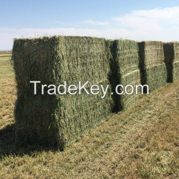 Gold Standard for Healthy Timothy Hay for small animal