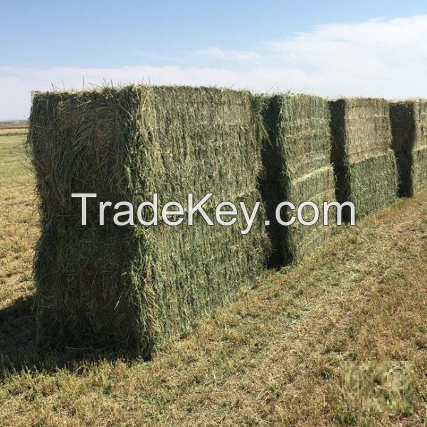 Top Quality Alfafa Hay for Animal Feeding Stuff Alfalfa ,hay/Timothy hay