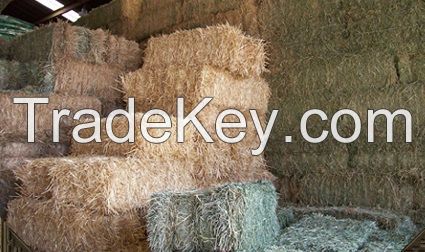 Top Quality Alfafa Hay for Animal Feeding Stuff Alfalfa
