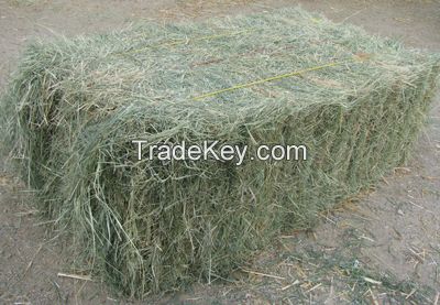 Cheap Top Quality Alfafa Hay for Animal Feeding Stuff Alfalfa ,hay/Timothy hay