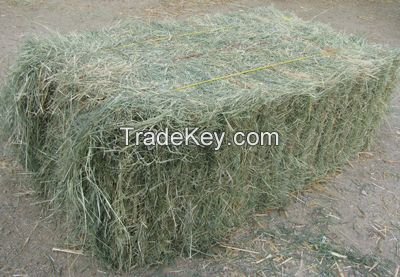 Gold Standard for Healthy Timothy Hay for small animal