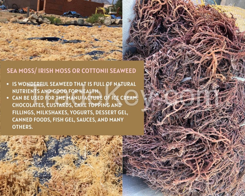 Sea moss/ Irish Moss/ Eucheuma Cottonni