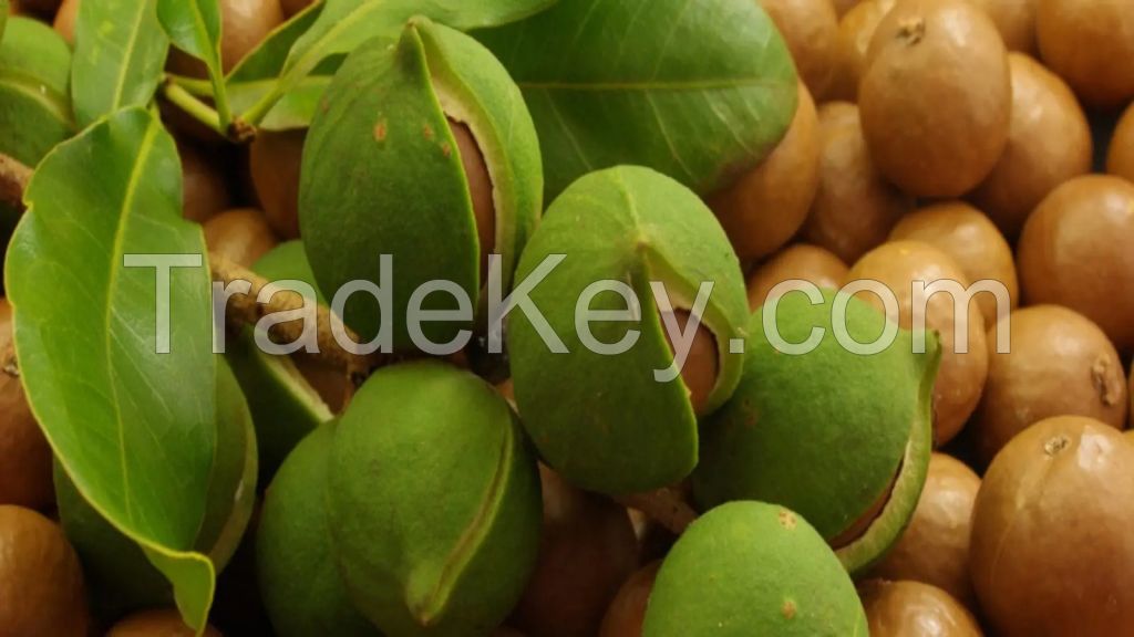 Macadamia Nuts Raw