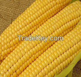 Yellow Corn #2