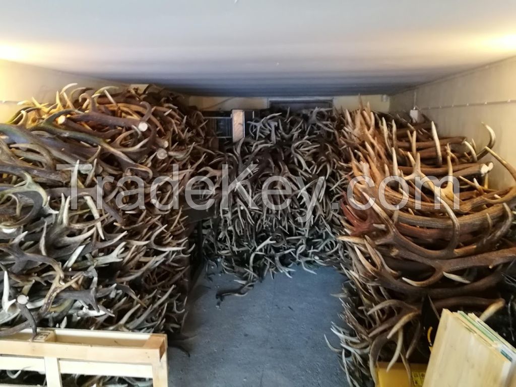 Red deer antlers