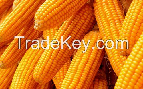 DRIED YELLOW CORN / DRIED YELLOW MAIZE / YELLOW MAIZE FOR ANIMAL FEED