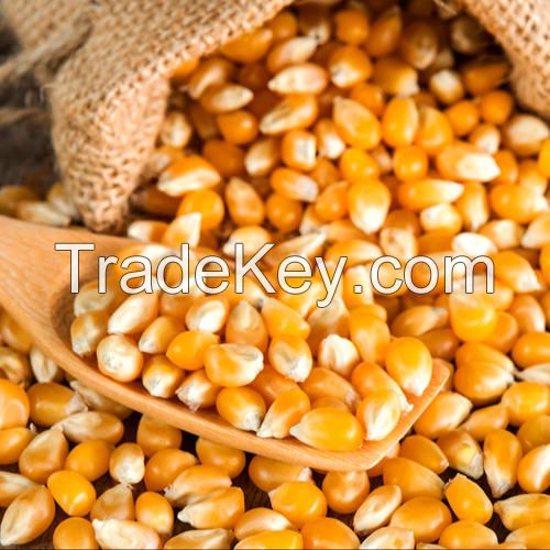 DRIED YELLOW CORN / DRIED YELLOW MAIZE / YELLOW MAIZE FOR ANIMAL FEED