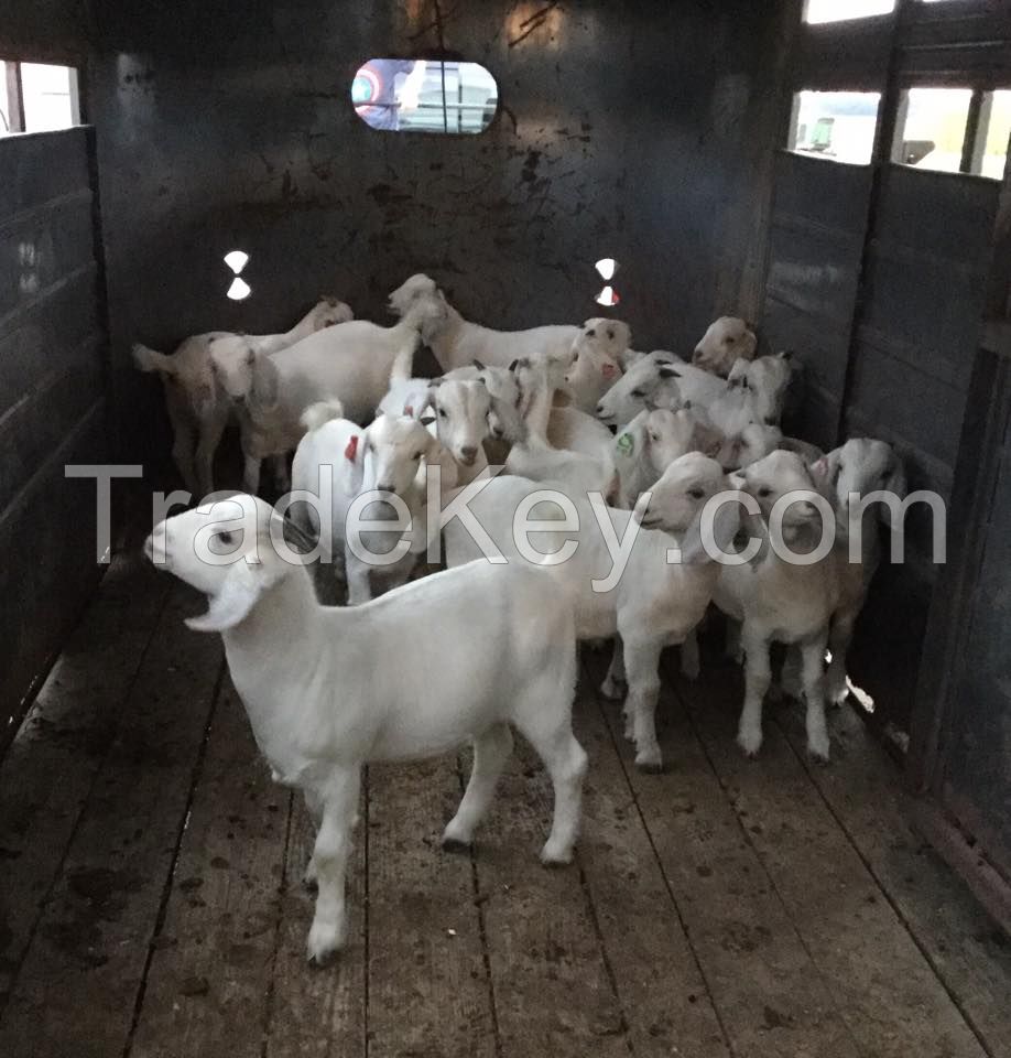 Pure Breed South African Alive Boer Goat , Kalahari Red Goat , Saanen Goat 