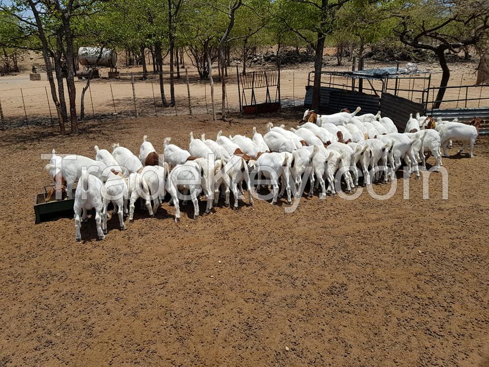 Pure Breed South African Alive Boer Goat , Kalahari Red Goat , Saanen Goat 