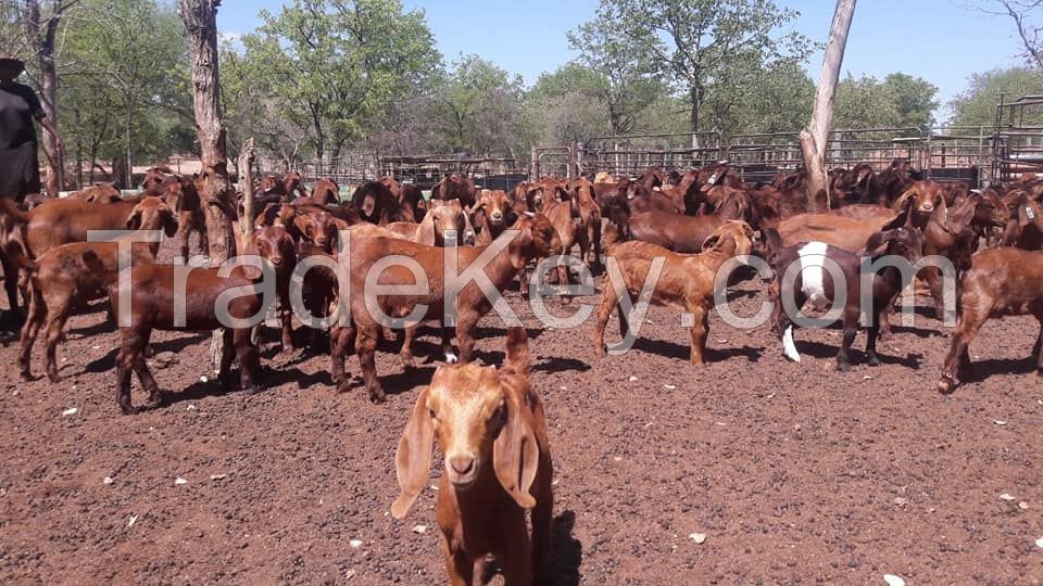 Pure Breed South African Alive Boer Goat , Kalahari Red Goat , Saanen Goat 