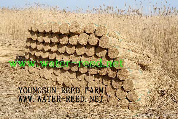 water reed for roofing