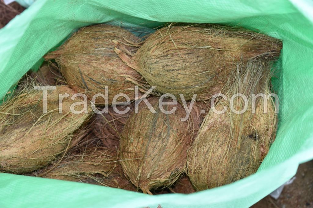Indian Fresh Coconuts