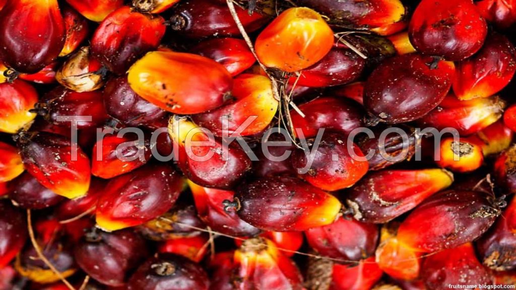 Palm Kernel