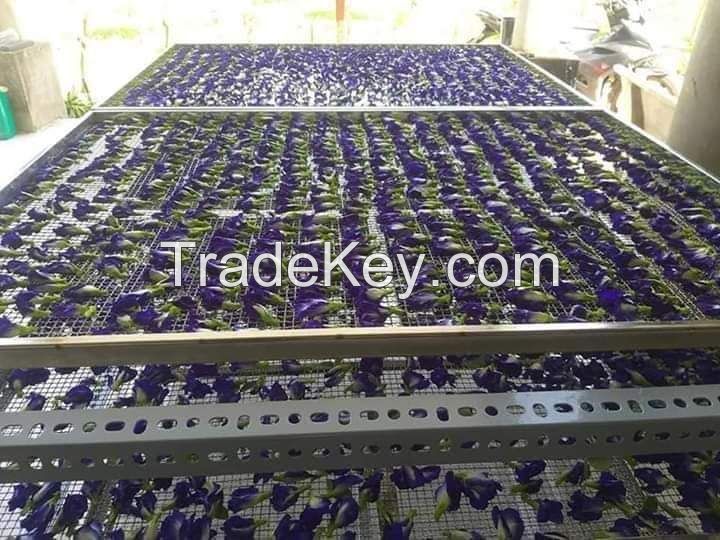 Dried Blue Butterfly Pea Powder Ms.Lucy +84 929 397 651