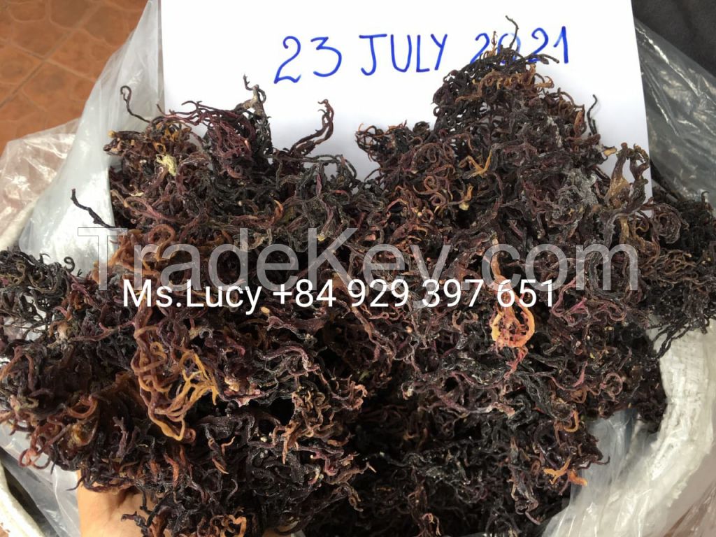 Dried Sea Moss/ Irish Moss/ Eucheuma Cottonii for Export