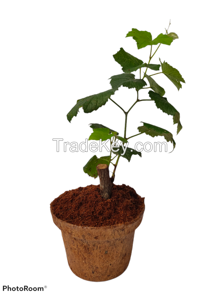 Coir Pot