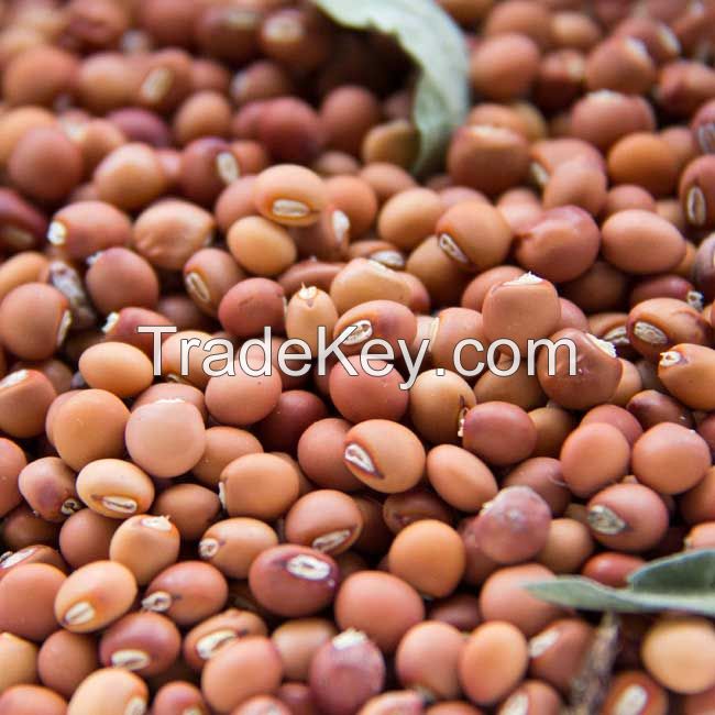 Red Gram / Pigeon Pea