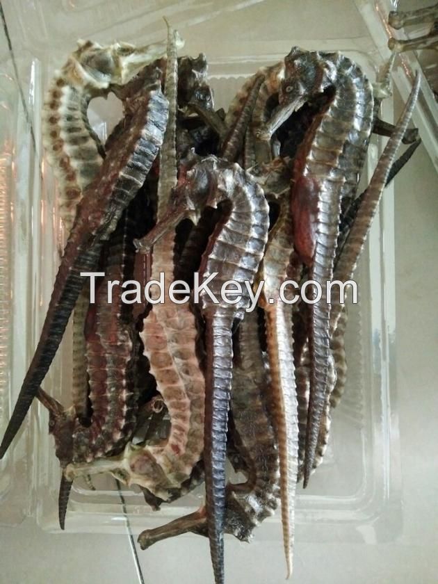 dried seahorse for sale