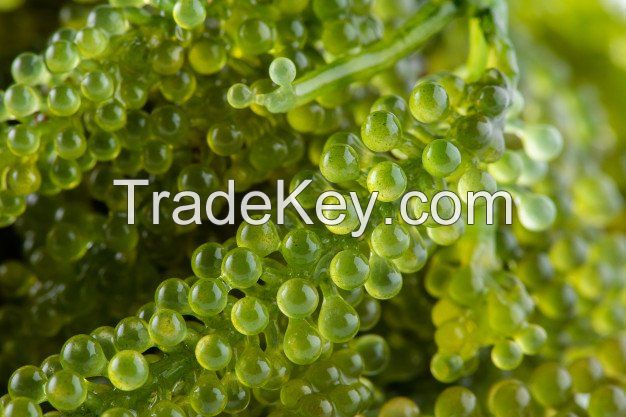 Lato Seaweed, Dehydrated Sea Grapes, Organic Green Caviar - Sven + 84 966722357