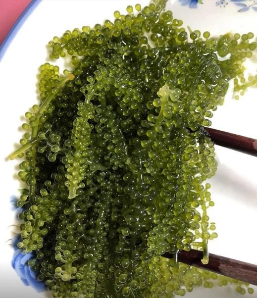 Lato Seaweed, Dehydrated Sea Grapes, Organic Green Caviar - Sven + 84 966722357