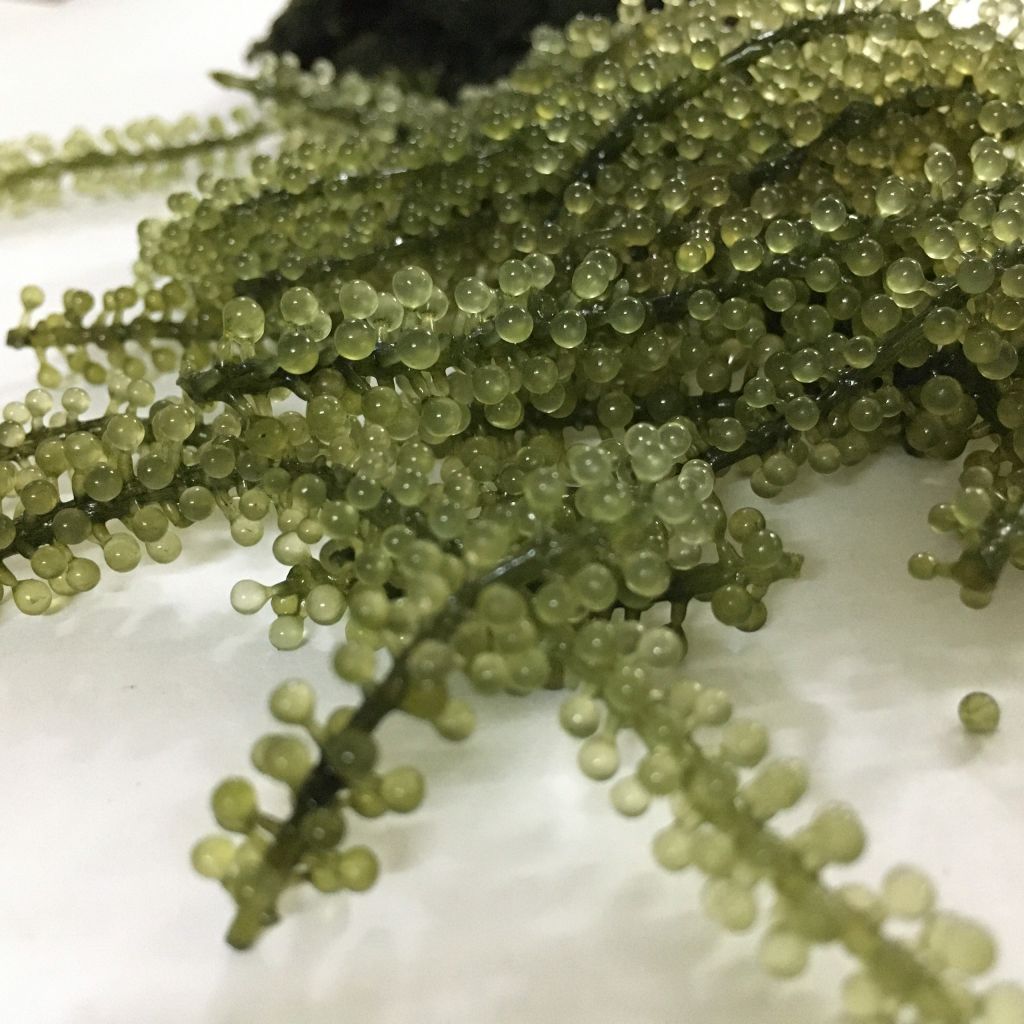 High Quality Fresh Sea Grapes - Sven + 84 966722357