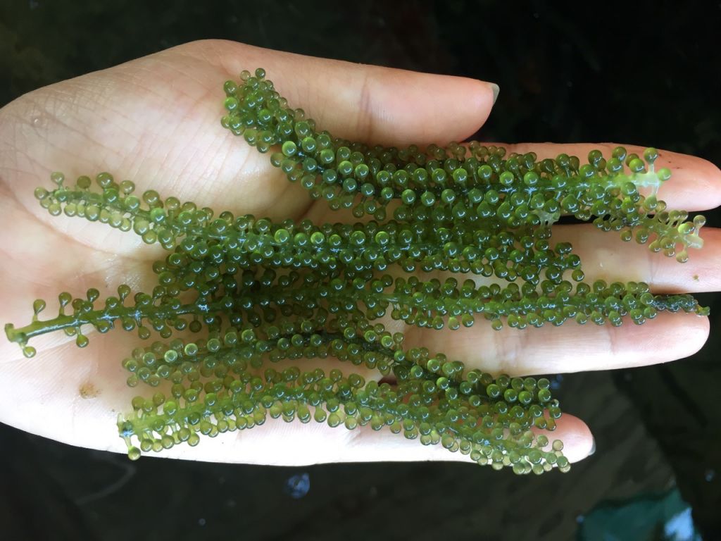 High Quality Fresh Sea Grapes - Sven + 84 966722357