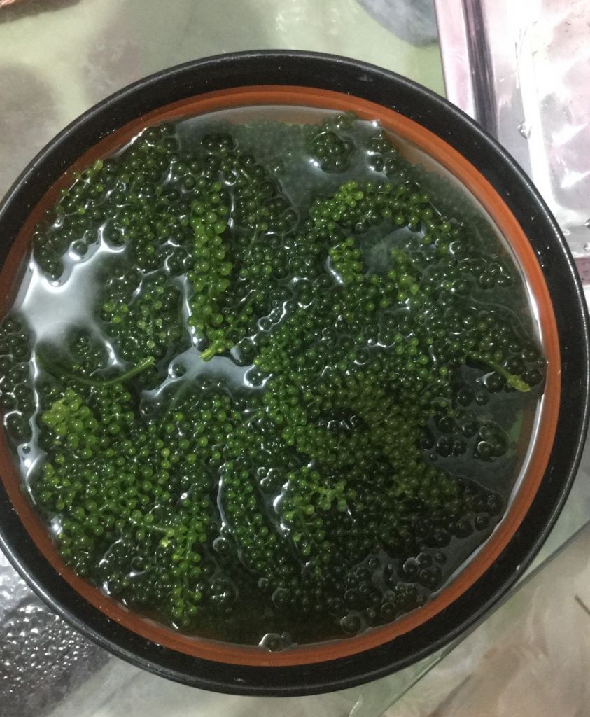 High Quality Fresh Sea Grapes - Sven + 84 966722357