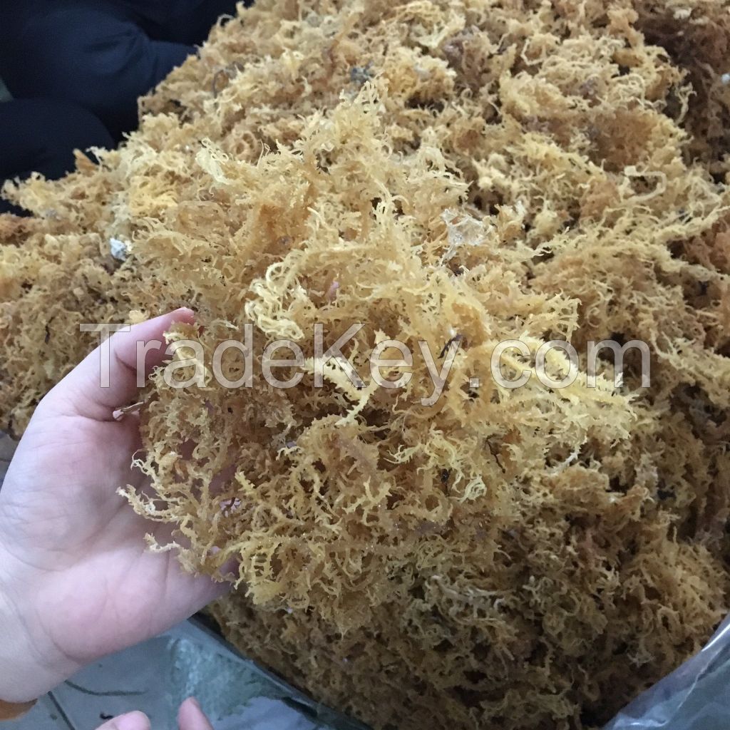 HIGH QUALITY SUNDRIED AND WILD-CRAFTED SEAMOSS FROM VIET NAM