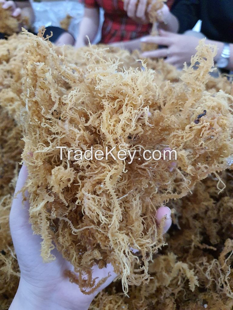HIGH QUALITY SUNDRIED AND WILD-CRAFTED SEAMOSS FROM VIET NAM