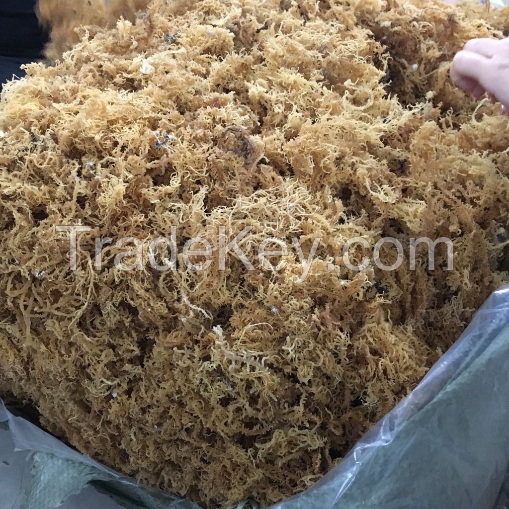 HIGH QUALITY SUNDRIED AND WILD-CRAFTED SEAMOSS FROM VIET NAM