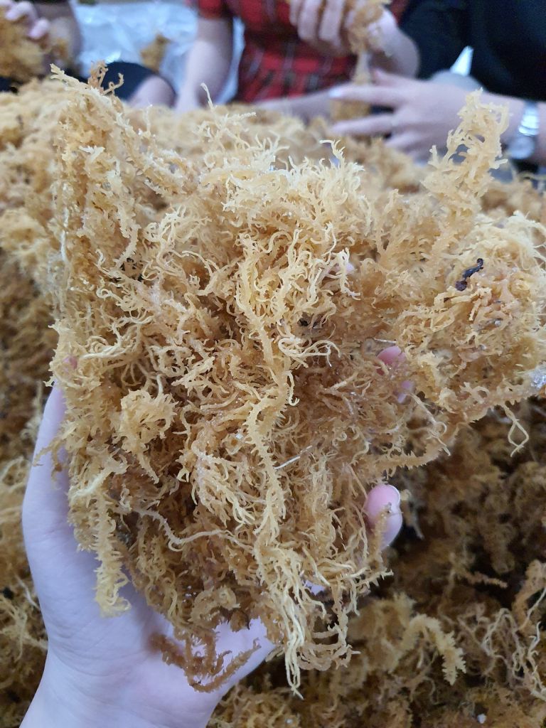 SUNDIRED AND WILD-CRAFTED DRIED SEA MOSS FROM VIET NAM