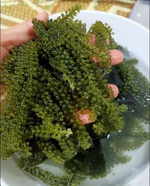 COME GET HIGH QUALITY SEA GRAPES WITH BEST PRICE FROM VIET NAM