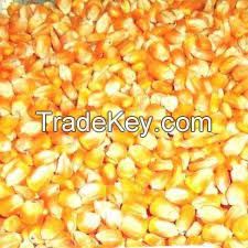 Yellow Corn