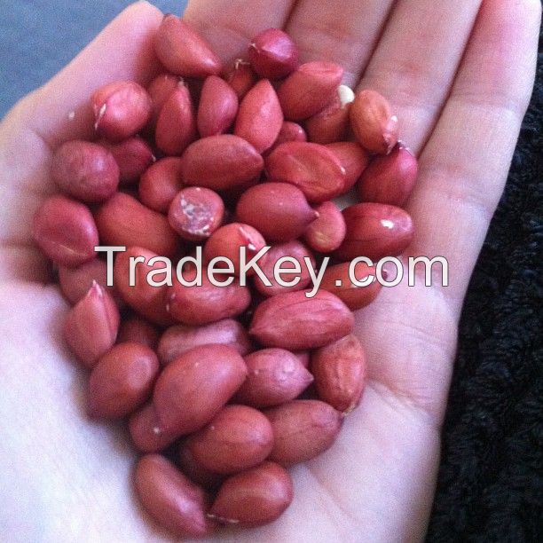 Rich in protein Rich organic protein Kernel Raw Peanuts Kernel Peanut