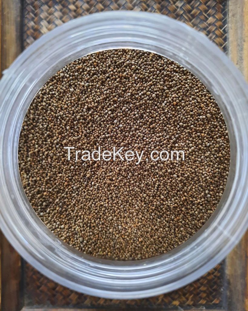 High Quality Perilla Seeds For Sale