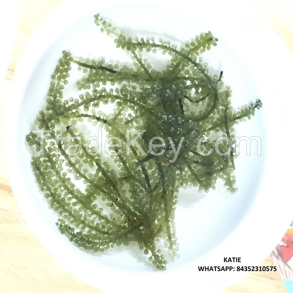 Best Quality Dehydrate Sea Grapes For Health