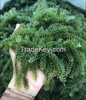 Best Quality Dehydrate Sea Grapes For Health