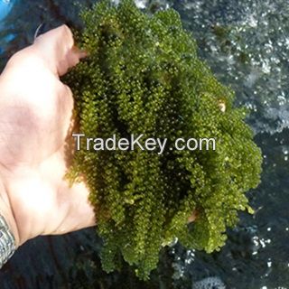 Best Quality Dehydrate Sea Grapes For Health