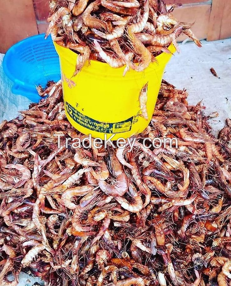 Dried sea food 