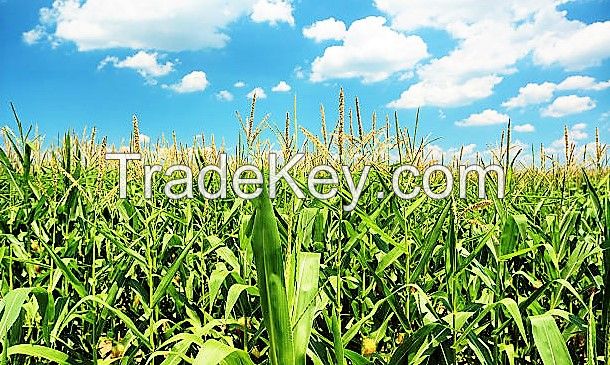 Yellow Maize