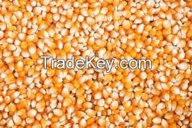 dried yellow corn