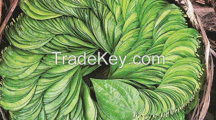 Betel Leaves