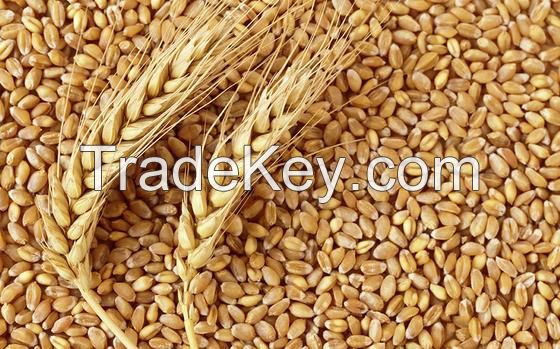 Wheat