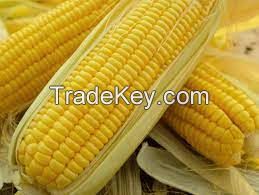 corn