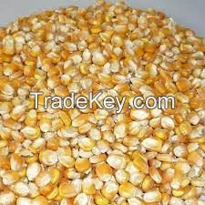 Dried Yellow corn