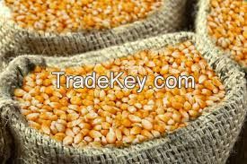 Dried Yellow corn