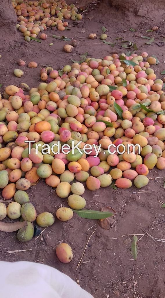 SUDANESE SHANDI MANGO