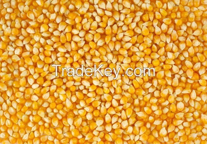 Maize or Corn