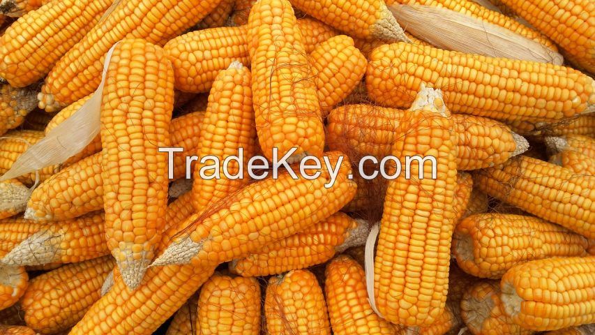 Maize or Corn