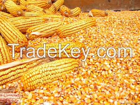 Yellow Maize